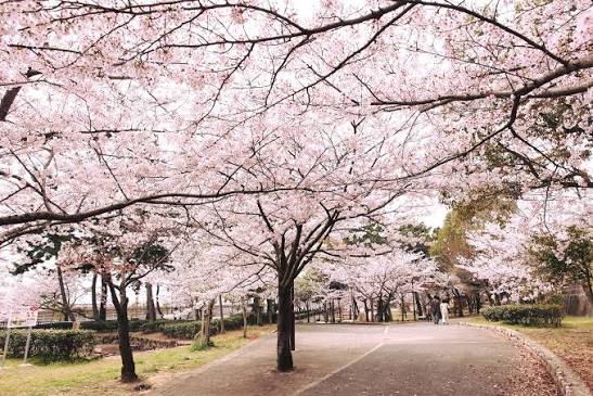 SPRING ELEGANCE IN SHIKOKU (EXCLUSIVE ONSEN)