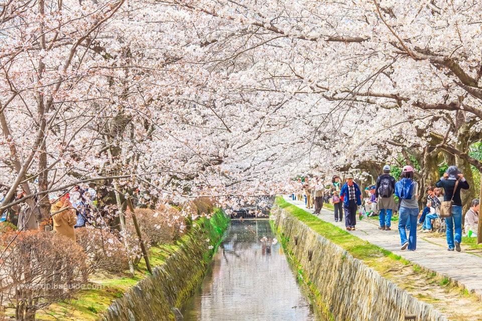 SPRINGTIME SAKURA IN KANSAI (AMANOHASHIDATE ONSEN)