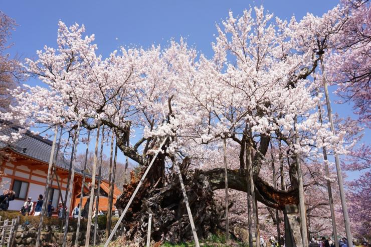 SPRINGTIME CHERRY BLOSSOMS IN HOKUTO