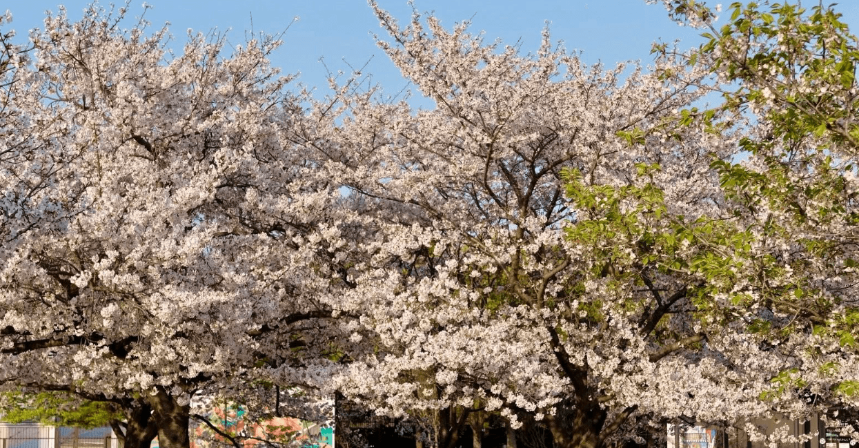 LET'S EAT ELEMENTS OF FOOD WAKAYAMA MIE (NATURE ONSEN)